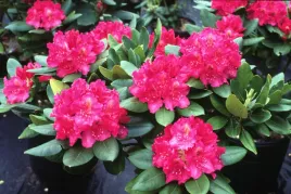 rozanecznik-rhododendron-rozowy
