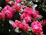 rozanecznik-rhododendron-sternzauber