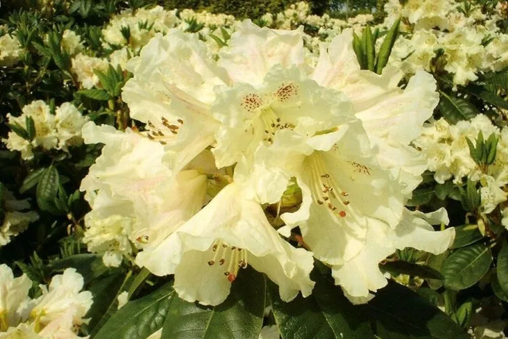 rozanecznik-rhododendron-zolty
