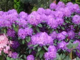 rozanecznik-rhododendron-alfred