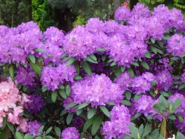 rozanecznik-rhododendron-alfred