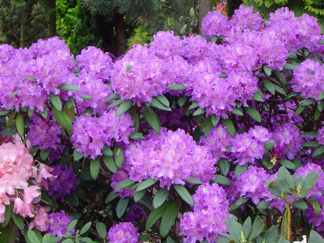rozanecznik-rhododendron-alfred
