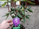 rozanecznik-rhododendron-alfred-rodzaj-rosliny-inny