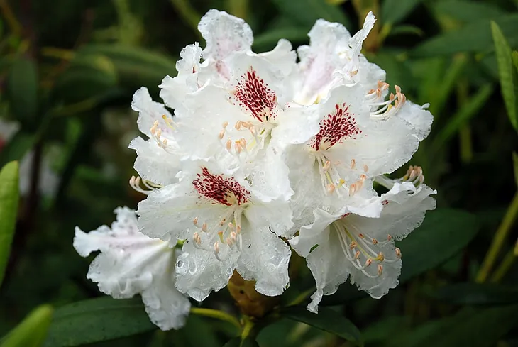 rozanecznik-rhododendron-bialy