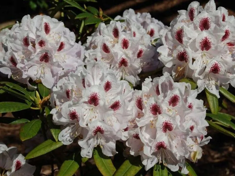 rozanecznik-rhododendron-calsap