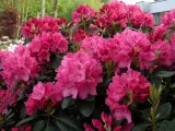 rozanecznik-rhododendron-evelyn