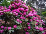 rozanecznik-rhododendron-germania