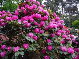 rozanecznik-rhododendron-germania