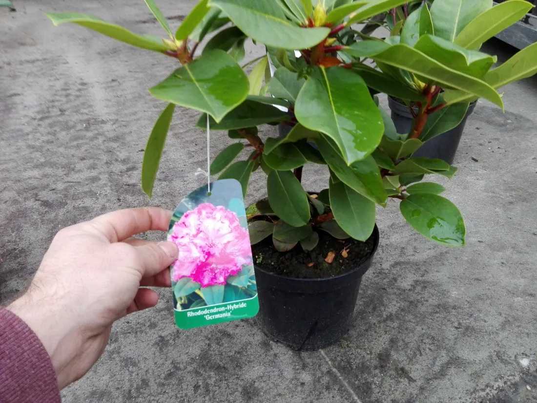 rozanecznik-rhododendron-germania-rodzaj-rosliny-inny