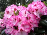 rozanecznik-rhododendron-hachmanns-charmant