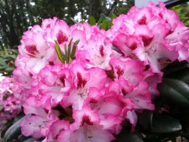 rozanecznik-rhododendron-hachmanns-charmant