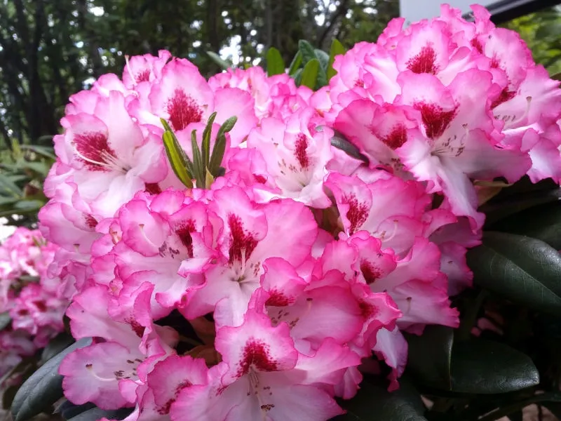 rozanecznik-rhododendron-hachmanns-charmant