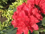 rozanecznik-rhododendron-karl-neue