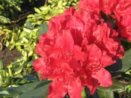 rozanecznik-rhododendron-karl-neue