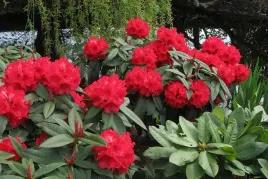rozanecznik-rhododendron-krwisty
