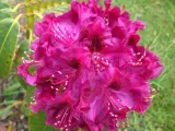 rozanecznik-rhododendron-olin-o-dobss