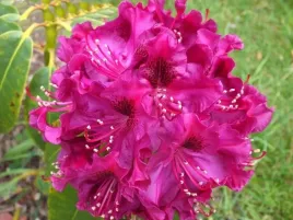 rozanecznik-rhododendron-olin-o-dobss
