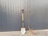 sliwa-prunus-kolumnowa-opal-styl-ogrod-nowoczesny