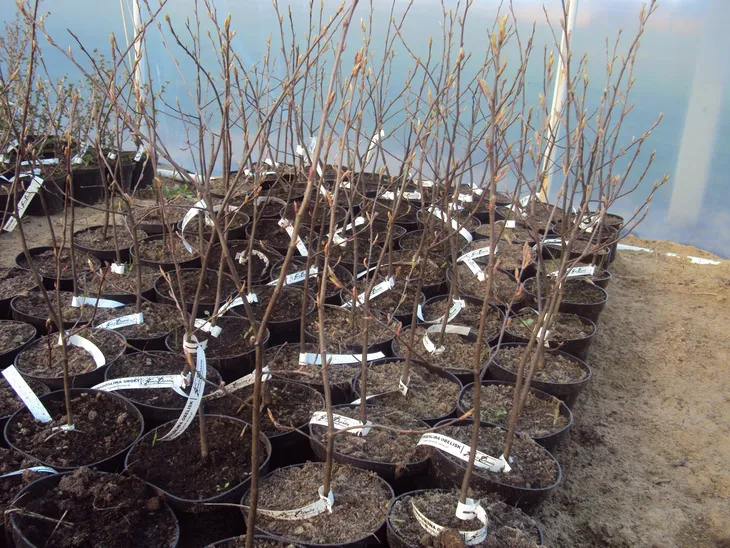 swidosliwa-amelanchier-lamaracka-rodzaj-rosliny-inny