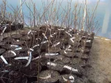 swidosliwa-amelanchier-lamaracka-rodzaj-rosliny-inny