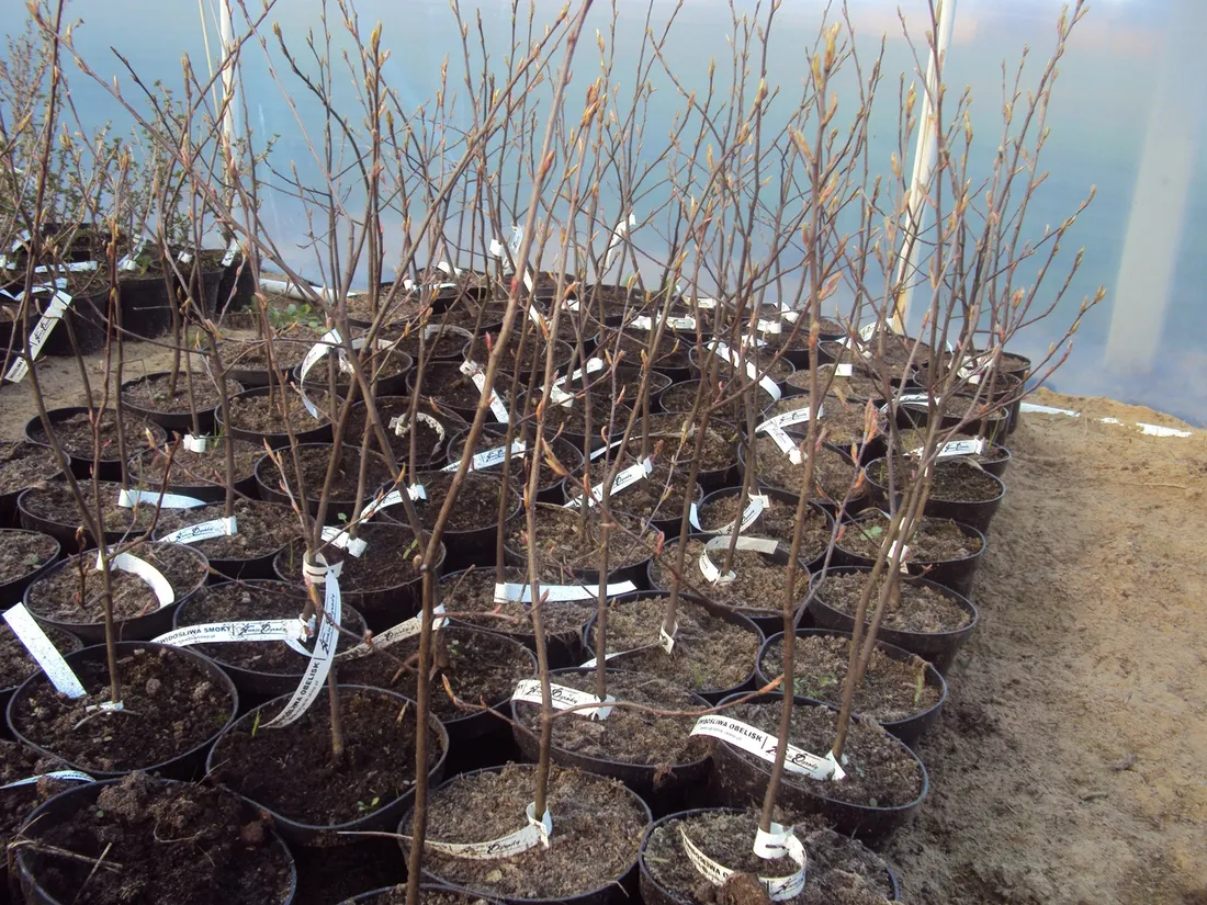 swidosliwa-amelanchier-lamaracka-rodzaj-rosliny-inny