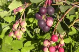 swidosliwa-amelanchier-nelson