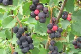swidosliwa-amelanchier-succes