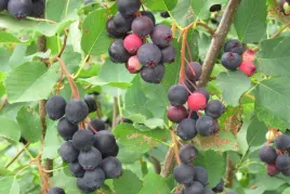 swidosliwa-amelanchier-succes