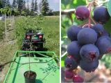 swidosliwa-amelanchier-succes-rodzaj-rosliny-inny