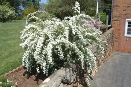tawula-spiraea-biala-kaszka