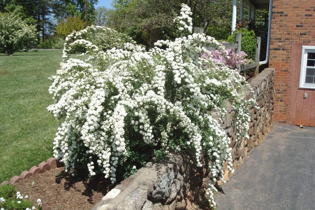 tawula-spiraea-biala-kaszka