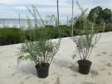 tawula-spiraea-biala-kaszka-rodzaj-rosliny-inny