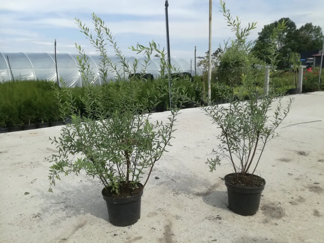 tawula-spiraea-biala-kaszka