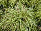 trawa-variegata