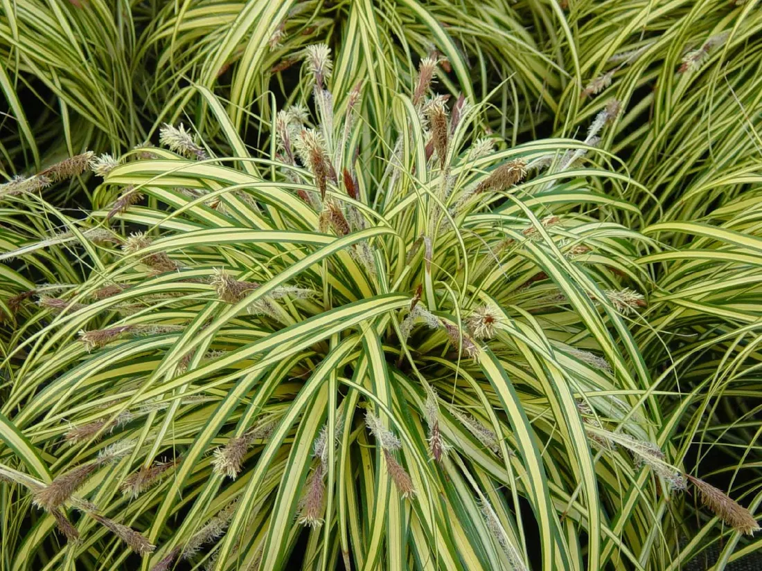 trawa-variegata