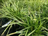 trawa-variegata-roslina-w-postaci-sadzonka-w-pojemniku-1-2l