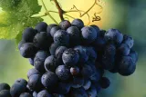 winorosl-vitis-agat-donski