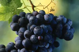 winorosl-vitis-agat-donski