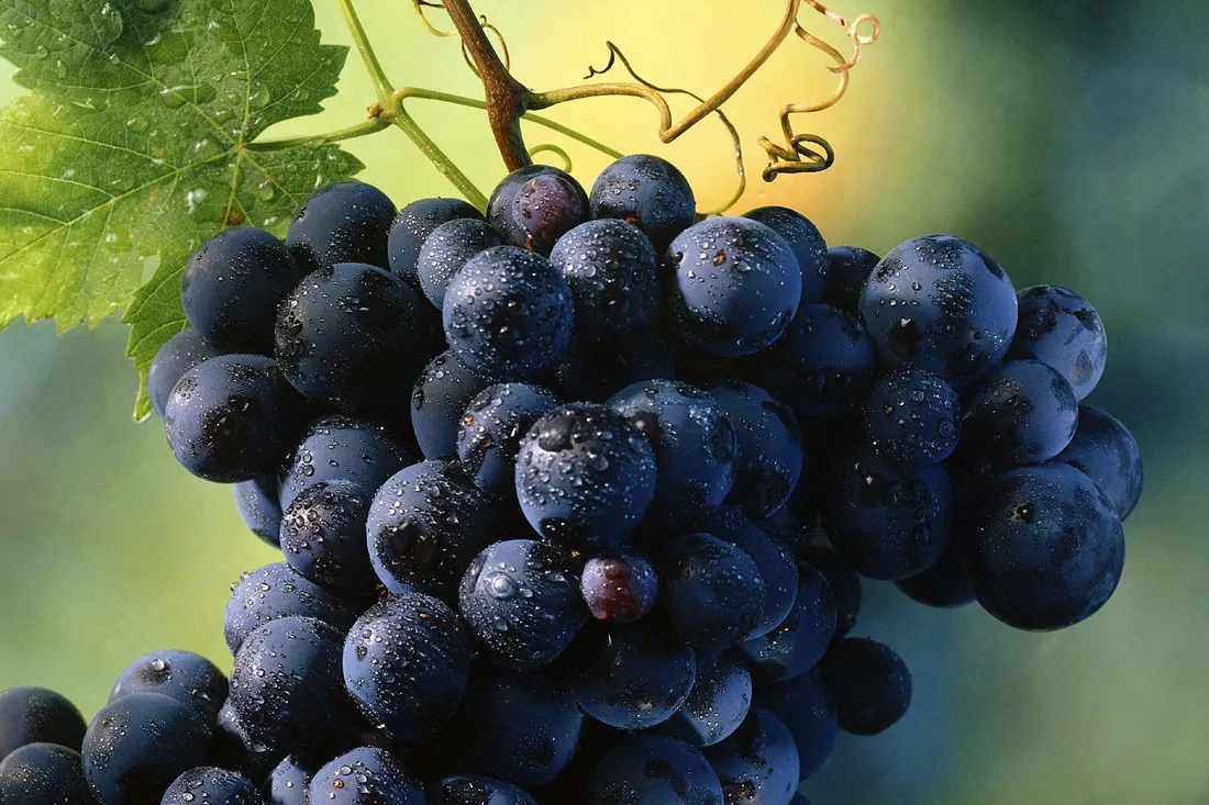 winorosl-vitis-agat-donski