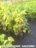 winorosl-vitis-agat-donski-styl-ogrod-nowoczesny