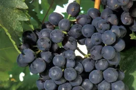 winorosl-vitis-alwood