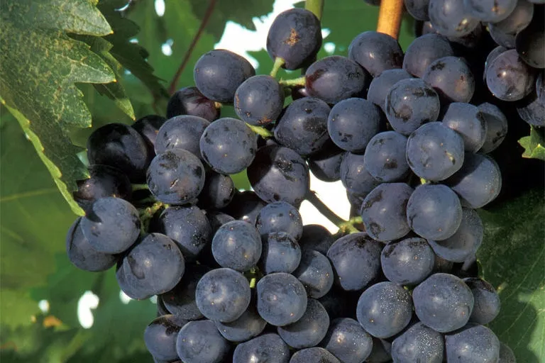 winorosl-vitis-alwood