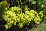winorosl-vitis-arkadia