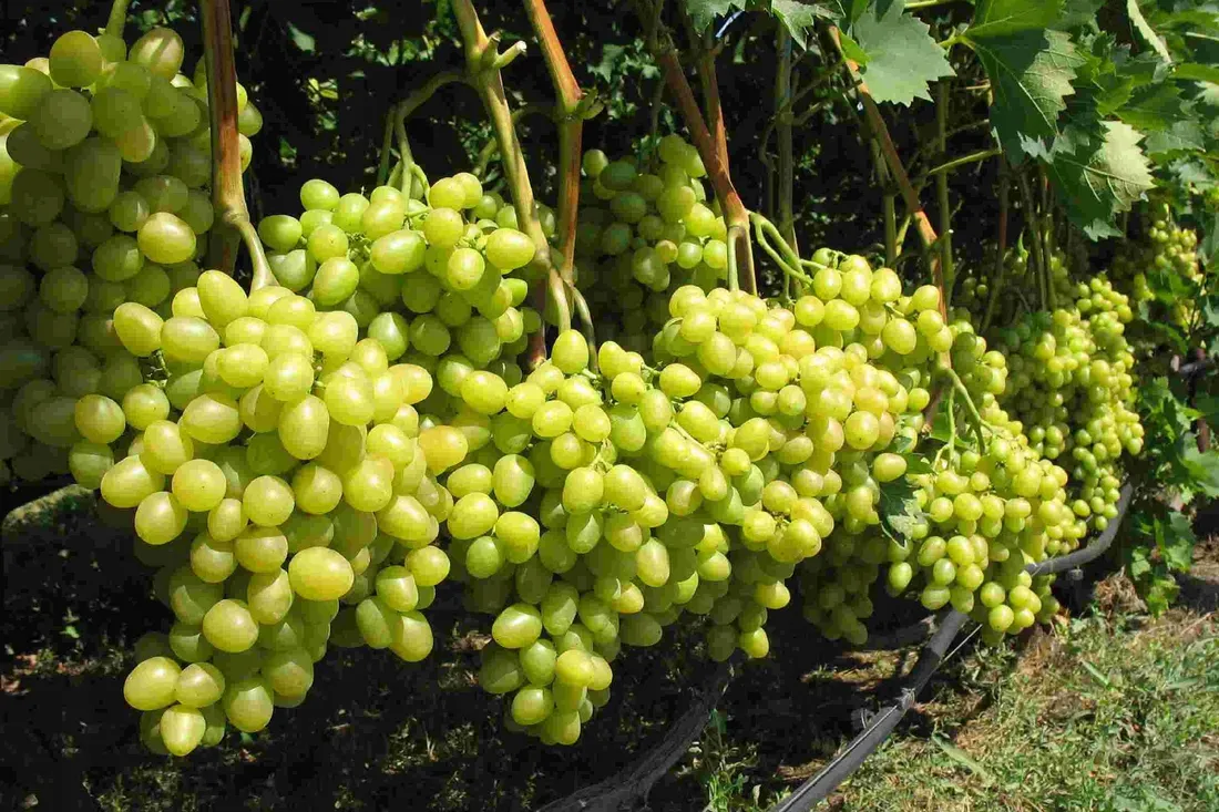 winorosl-vitis-arkadia