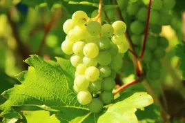winorosl-vitis-aurora