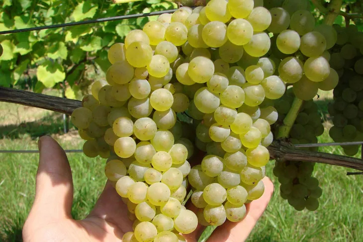 winorosl-vitis-bianca