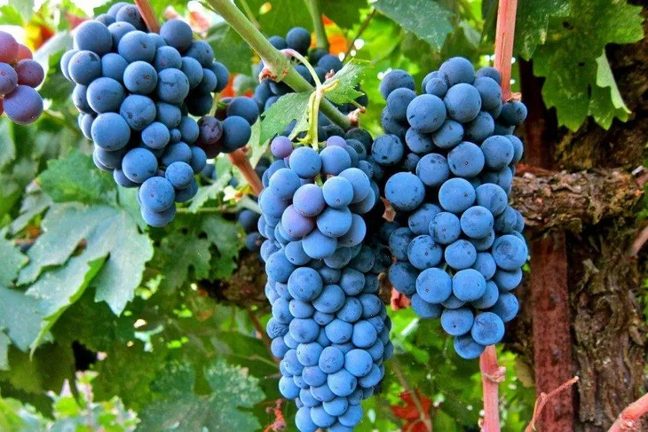 winorosl-vitis-buffalo-niebieski