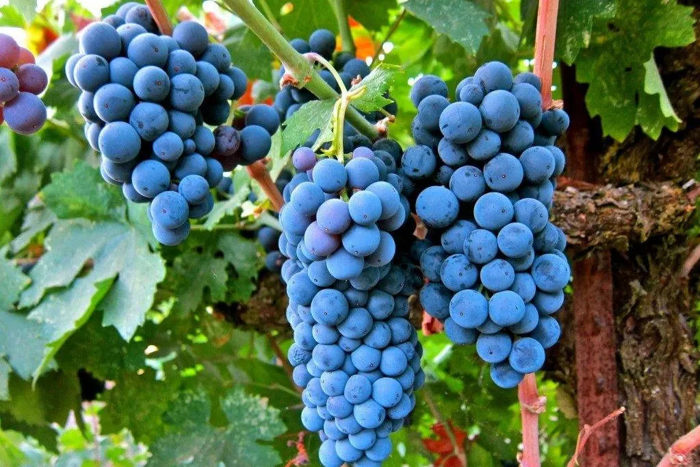 winorosl-vitis-buffalo-niebieski