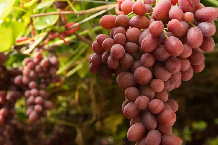 winorosl-vitis-canadice