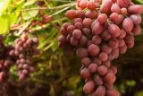winorosl-vitis-canadice